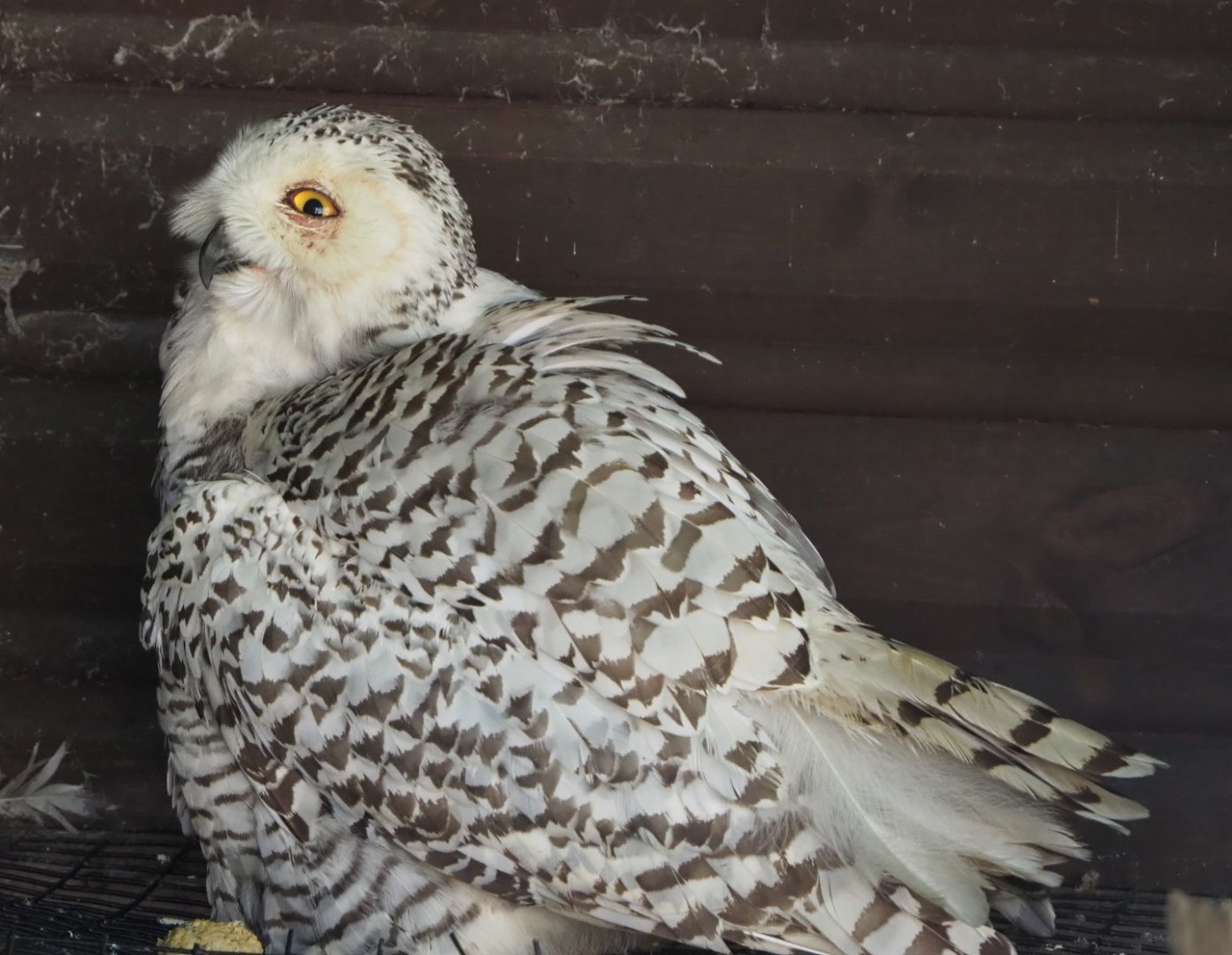 Snowy Owl (Bubo scandiacus), 2022-06-28