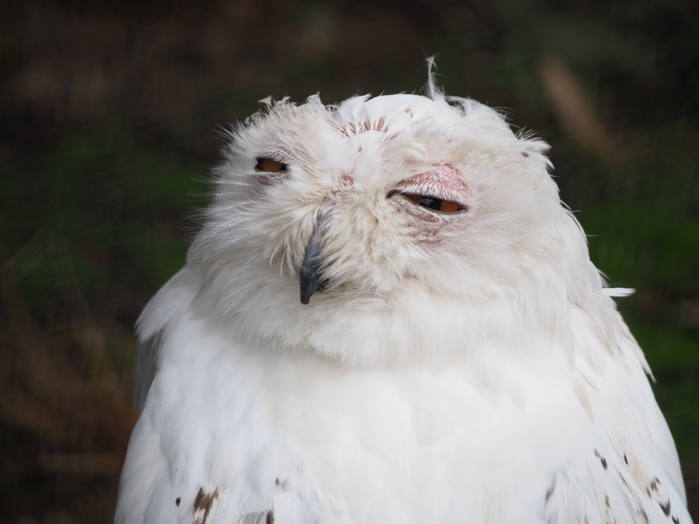 Snowy Owl (Bubo scandiacus), 2022-09-14
