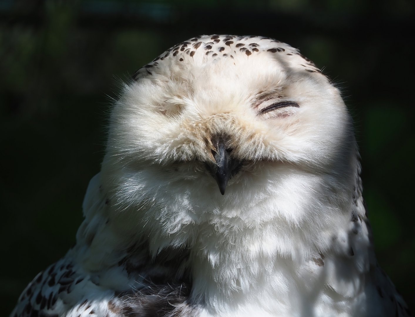 Snowy owl (Bubo scandiacus), 2023-04-30
