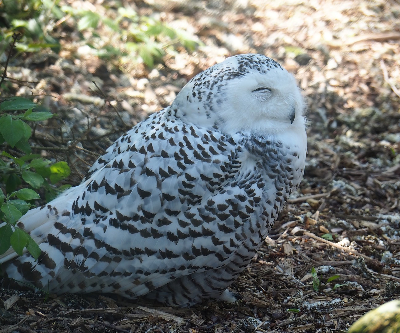 Snowy owl (Bubo scandiacus), 2023-05-19