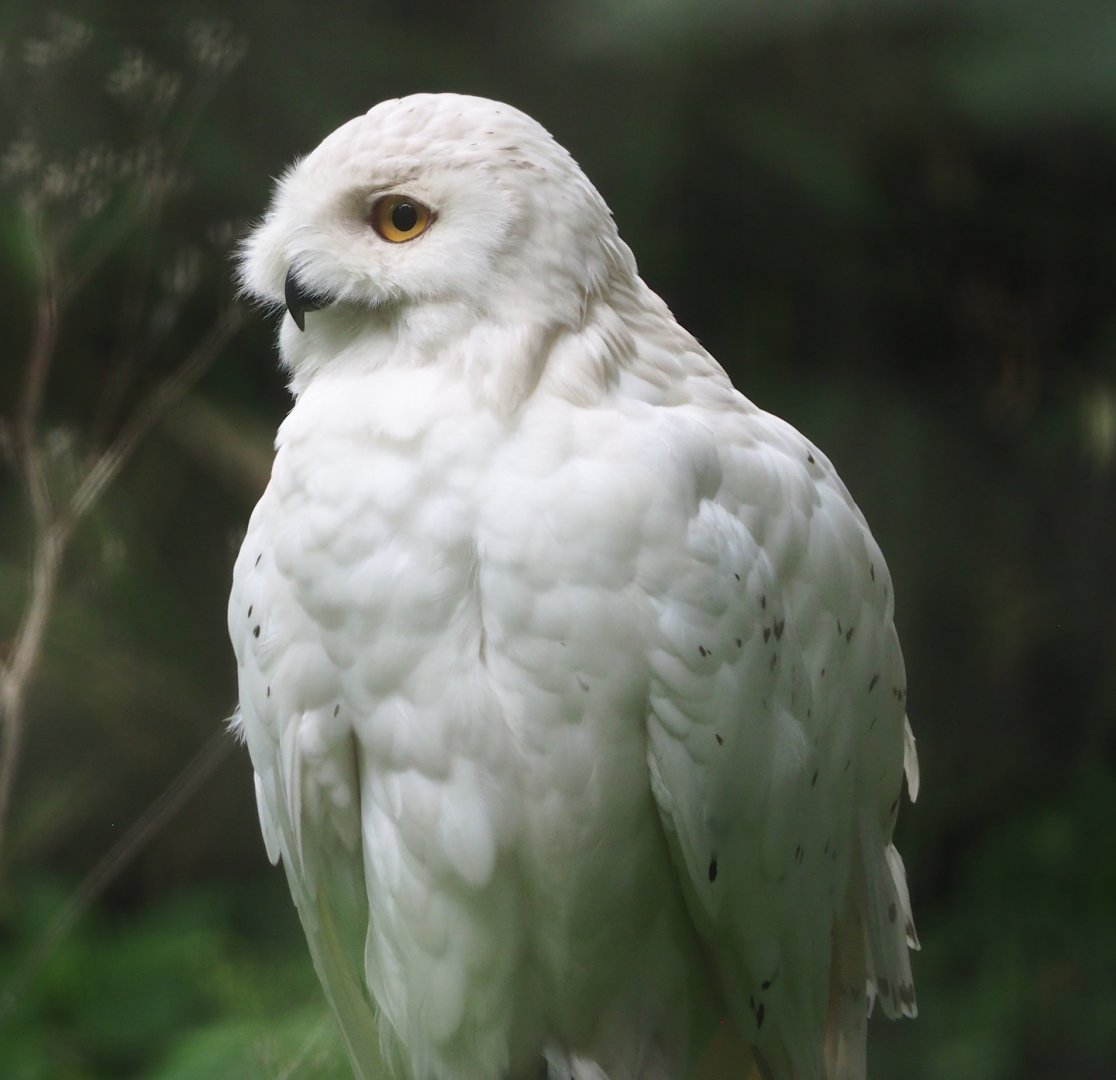 Snowy owl (Bubo scandiacus), 2023-08-17