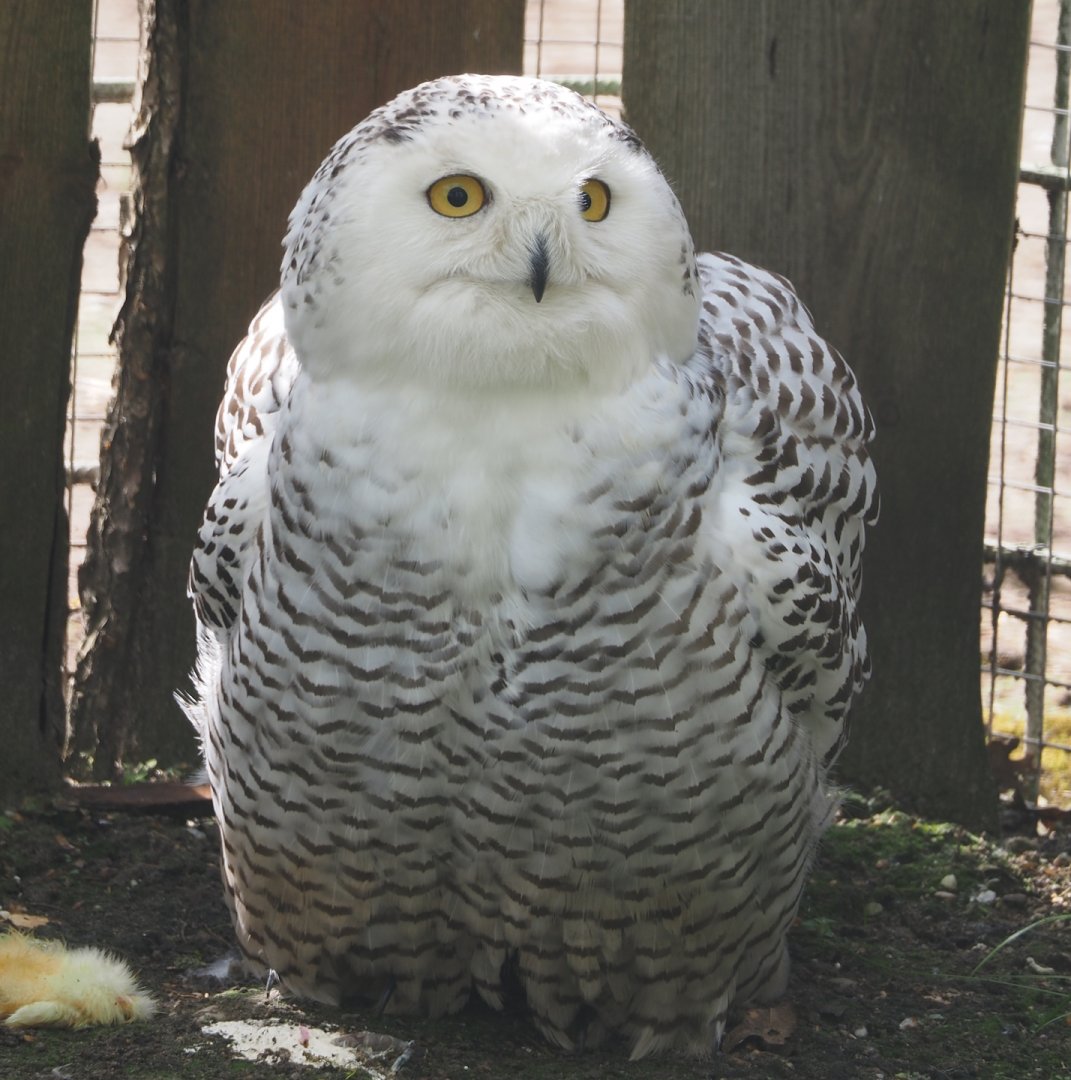 Snowy owl (Bubo scandiacus), 2024-04-14