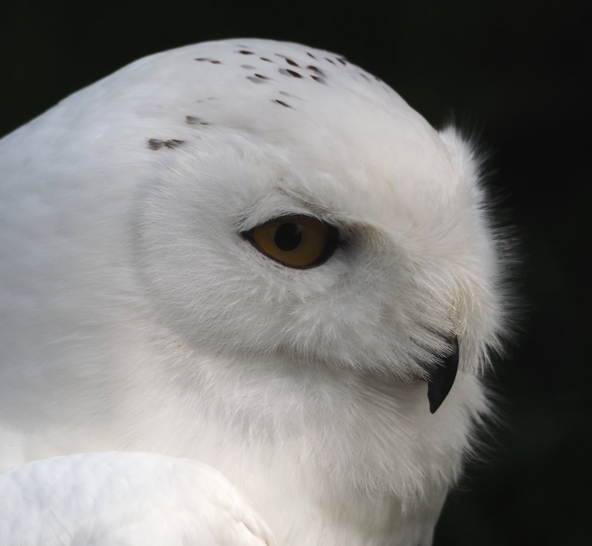 Snowy owl (Bubo scandiacus), 2024-05-11