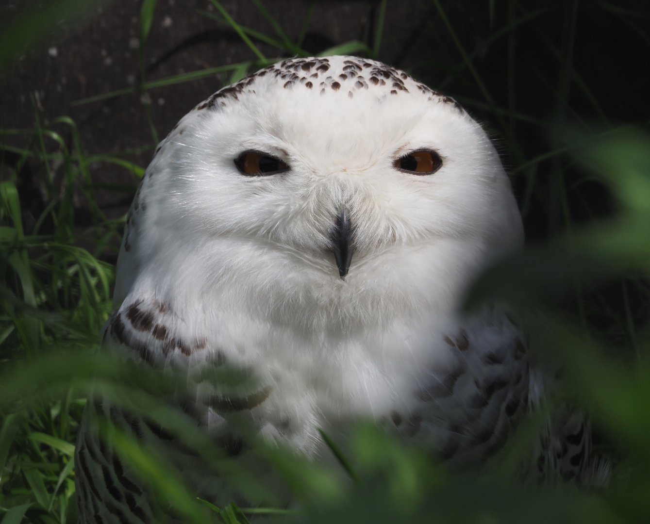 Snowy owl (Bubo scandiacus), 2024-05-11