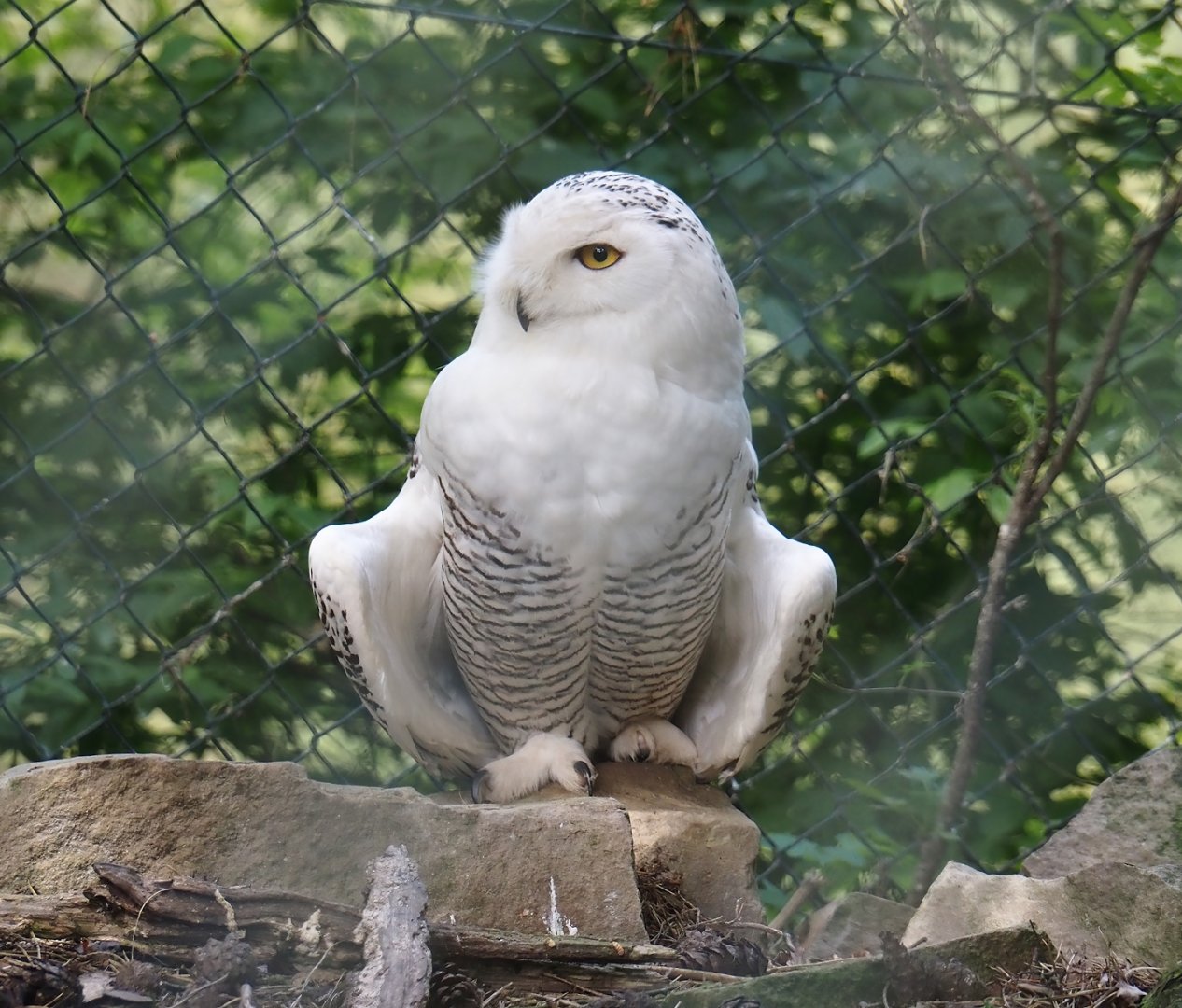 Snowy owl (Bubo scandiacus), 2024-05-21