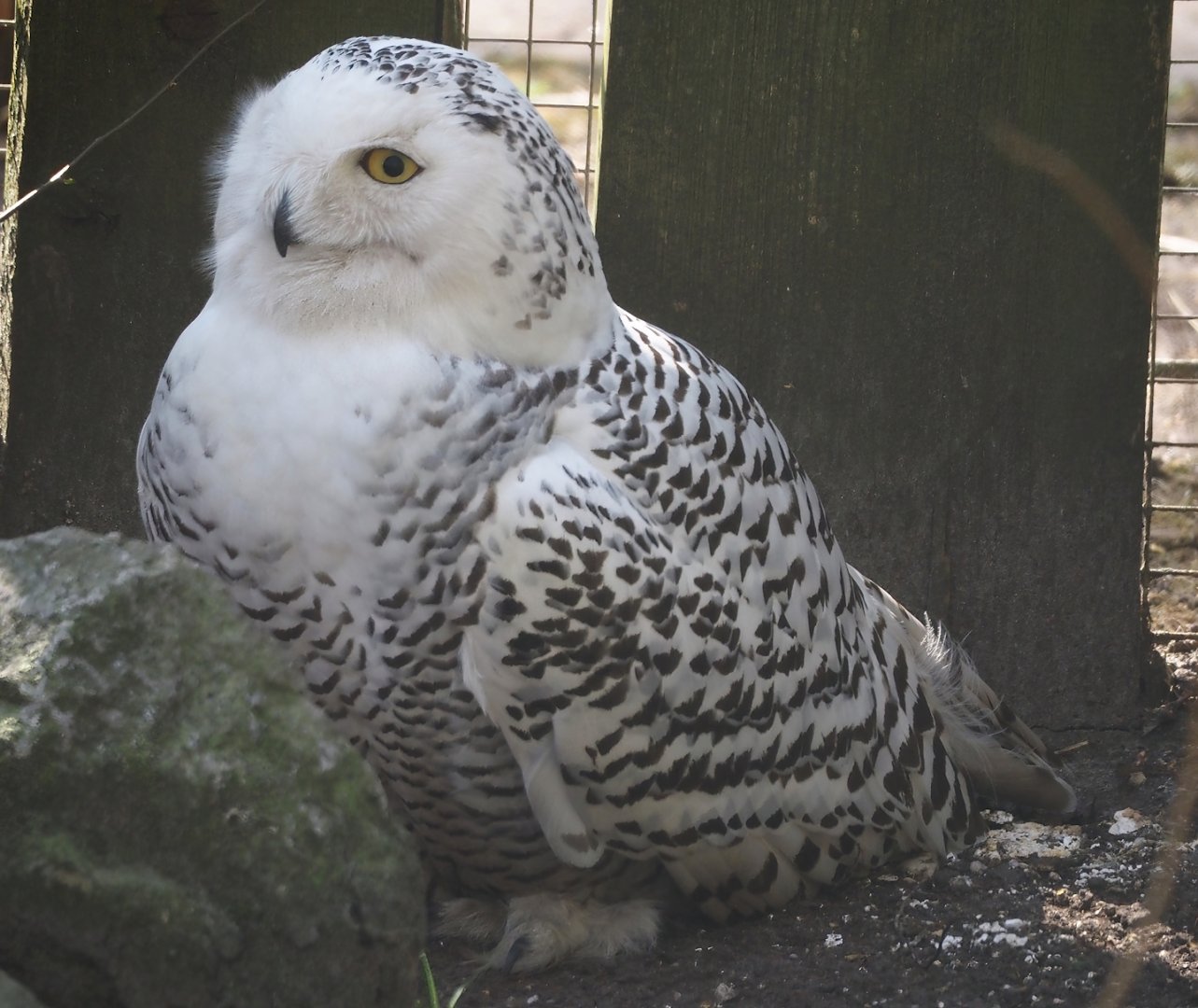 Snowy owl (Bubo scandiacus), 2025-04-12