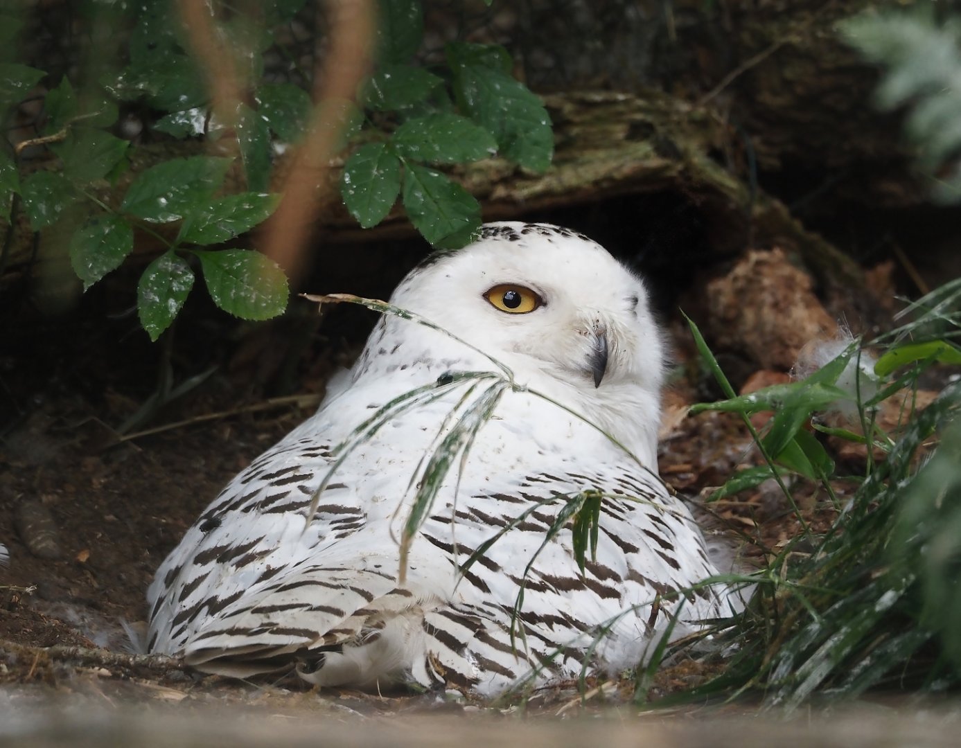Snowy owl (Bubo scandiacus), 2025-05-22