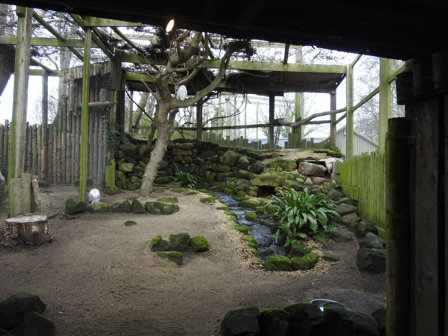 Snowy Owl (Bubo scandiacus) Aviary
