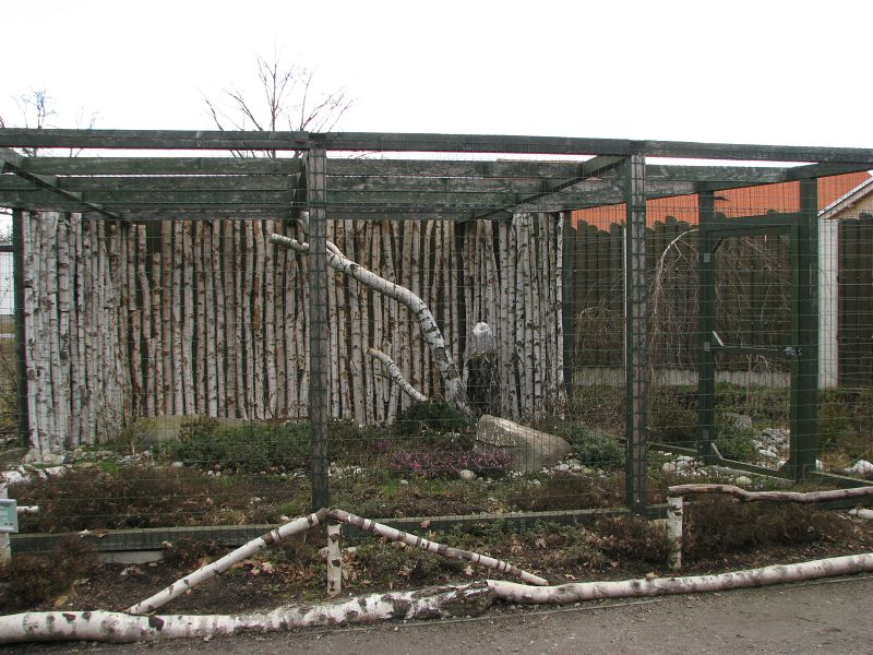 Snowy owl (Bubo scandiacus) cage