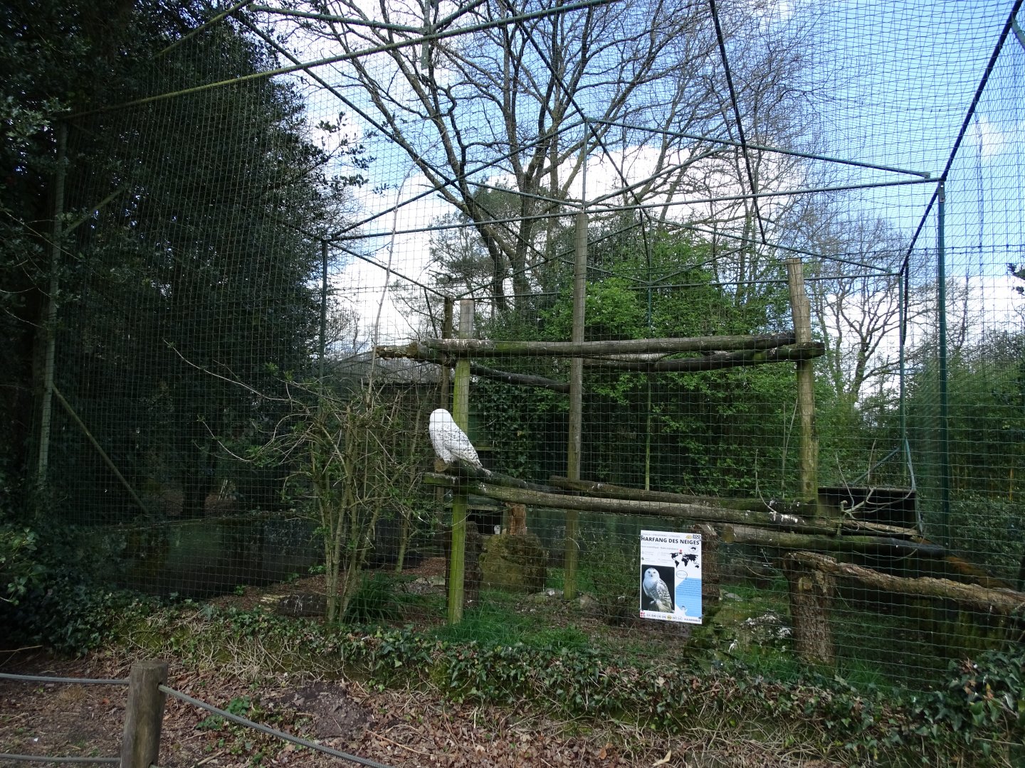 Snowy owl (Bubo scandiacus) exhibit