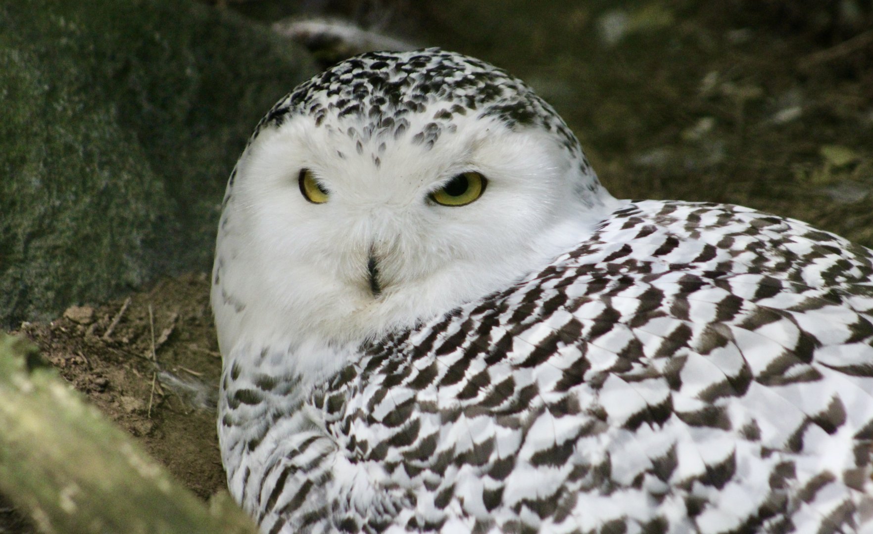 Snowy Owl (Bubo scandiacus) female