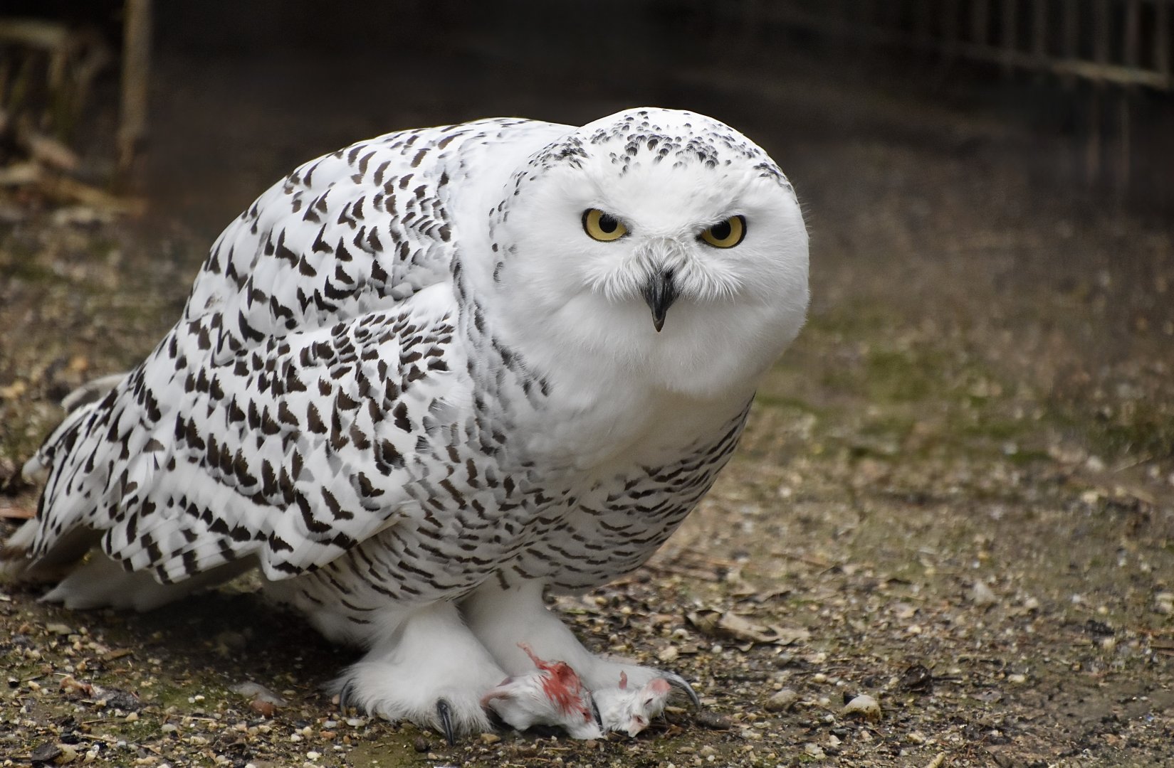 Snowy Owl (Bubo scandiacus) female