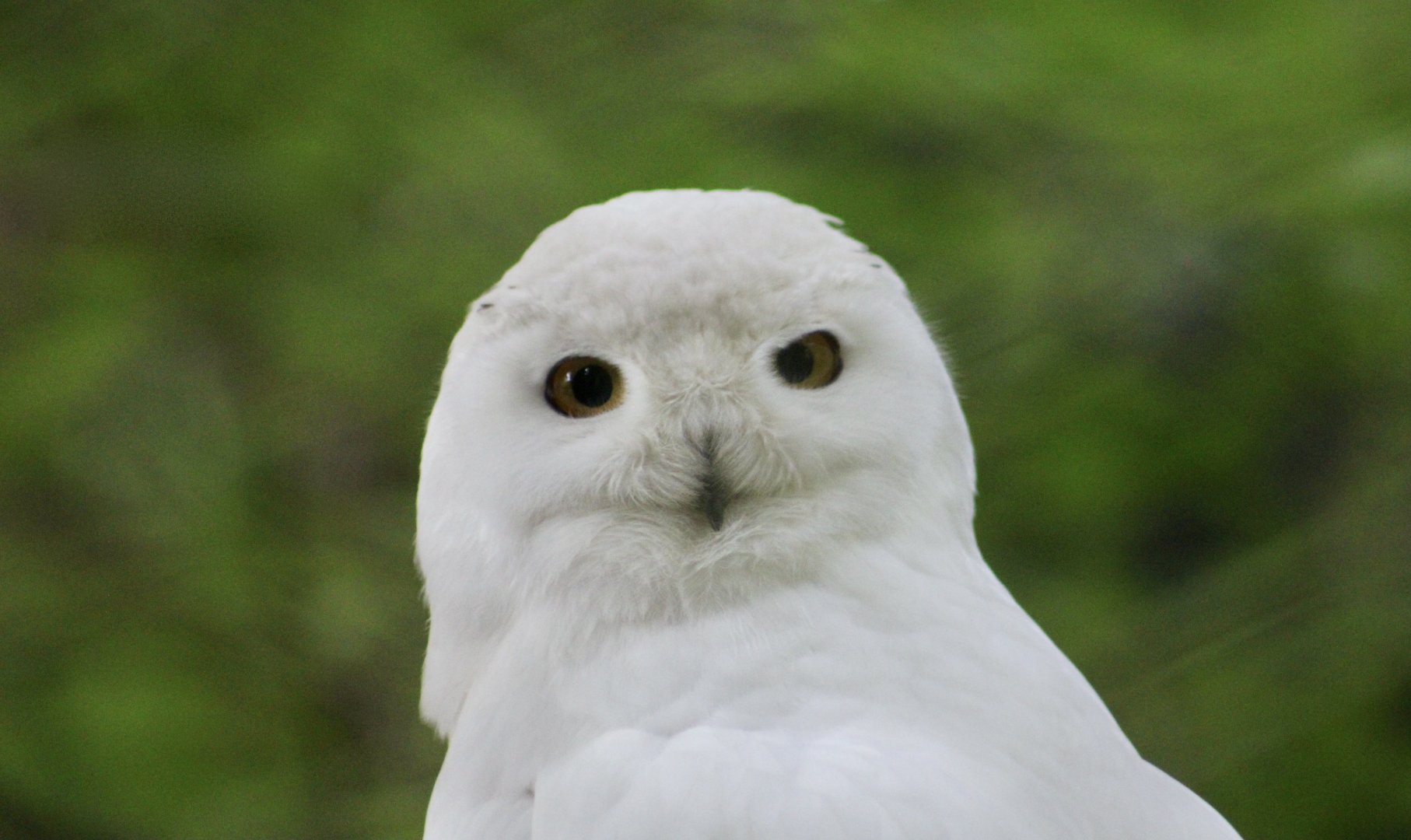 Snowy Owl (Bubo scandiacus) male