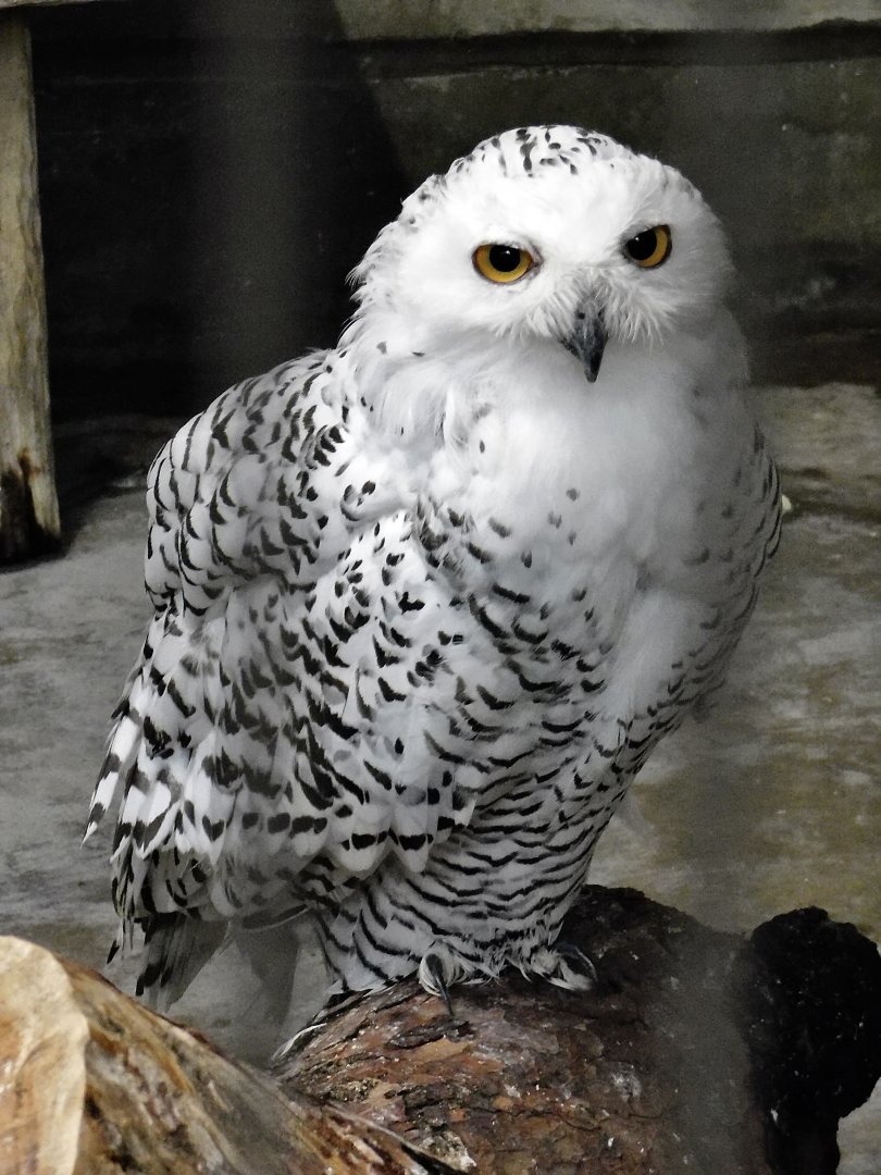Snowy Owl (Bubo scandiacus) October 4, 2025