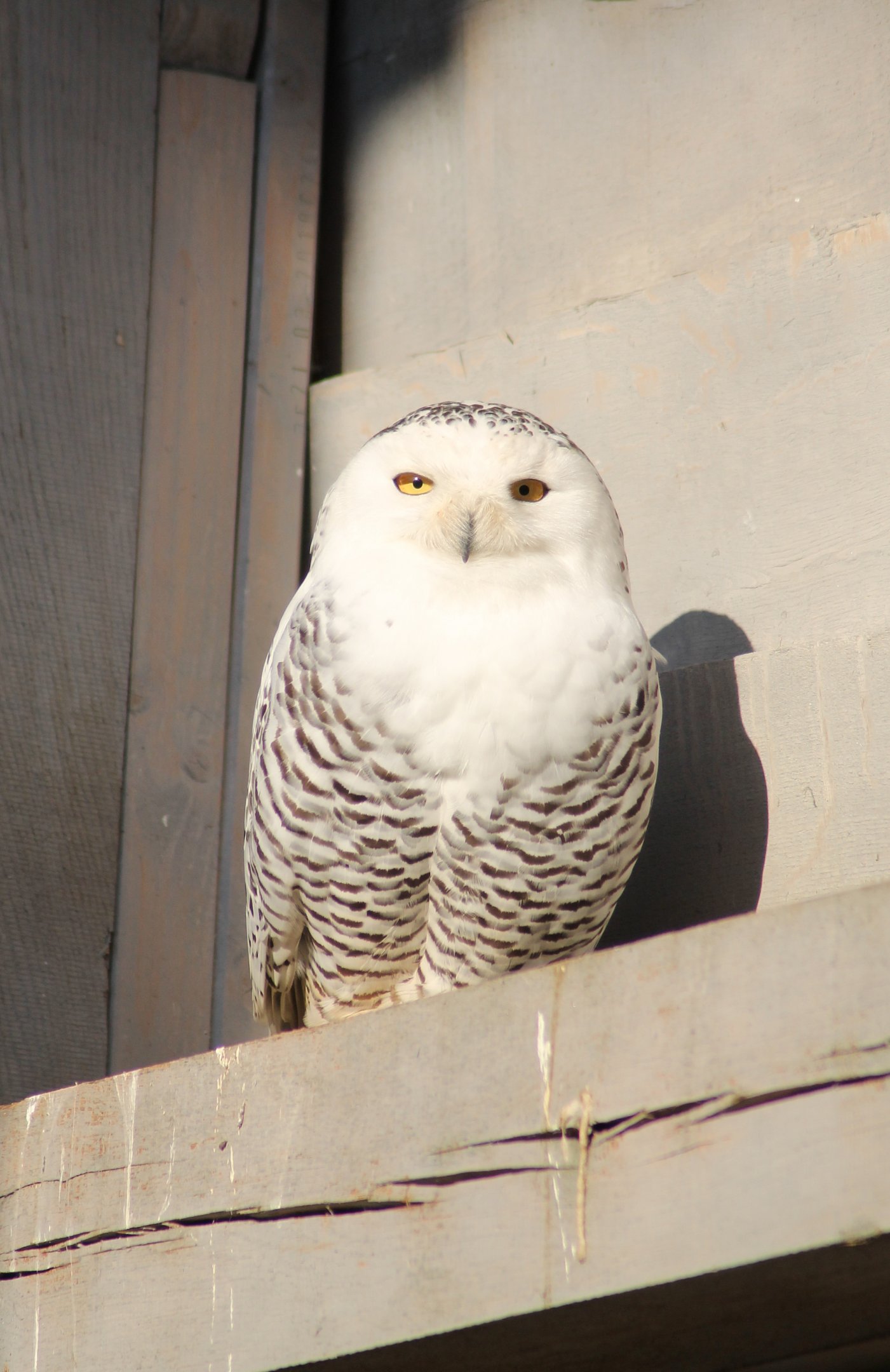 Snowy owl (Bubo scandiacus) - "Yukon bay"