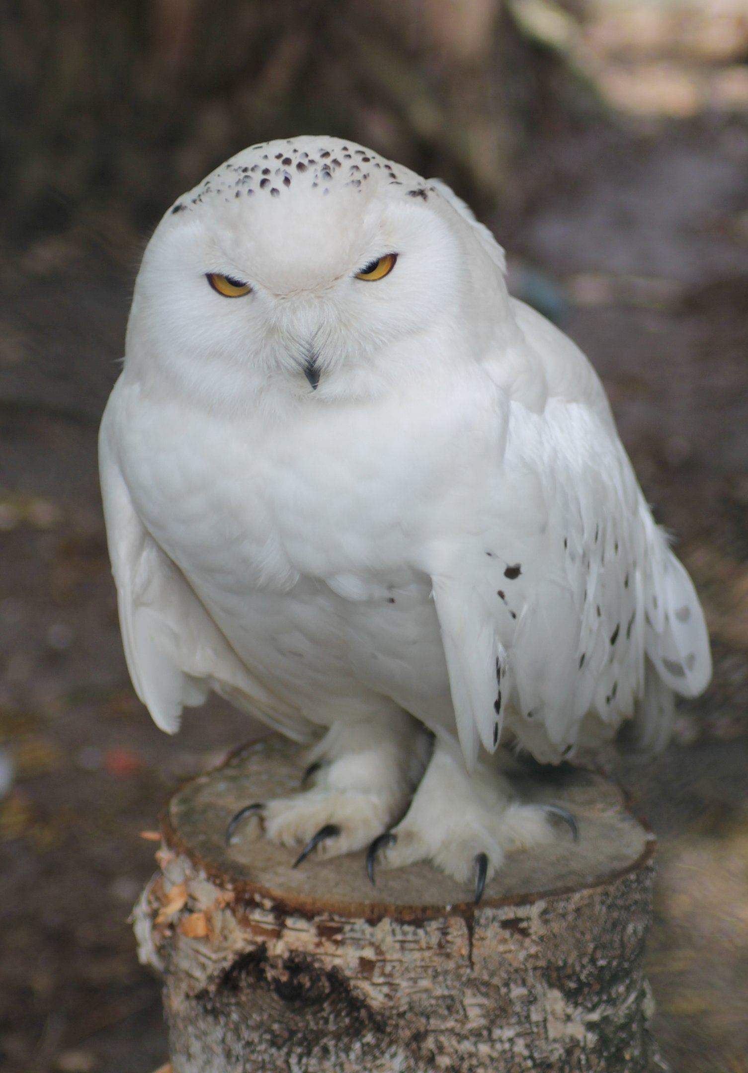 Snowy owl (Bubo scandiacus)
