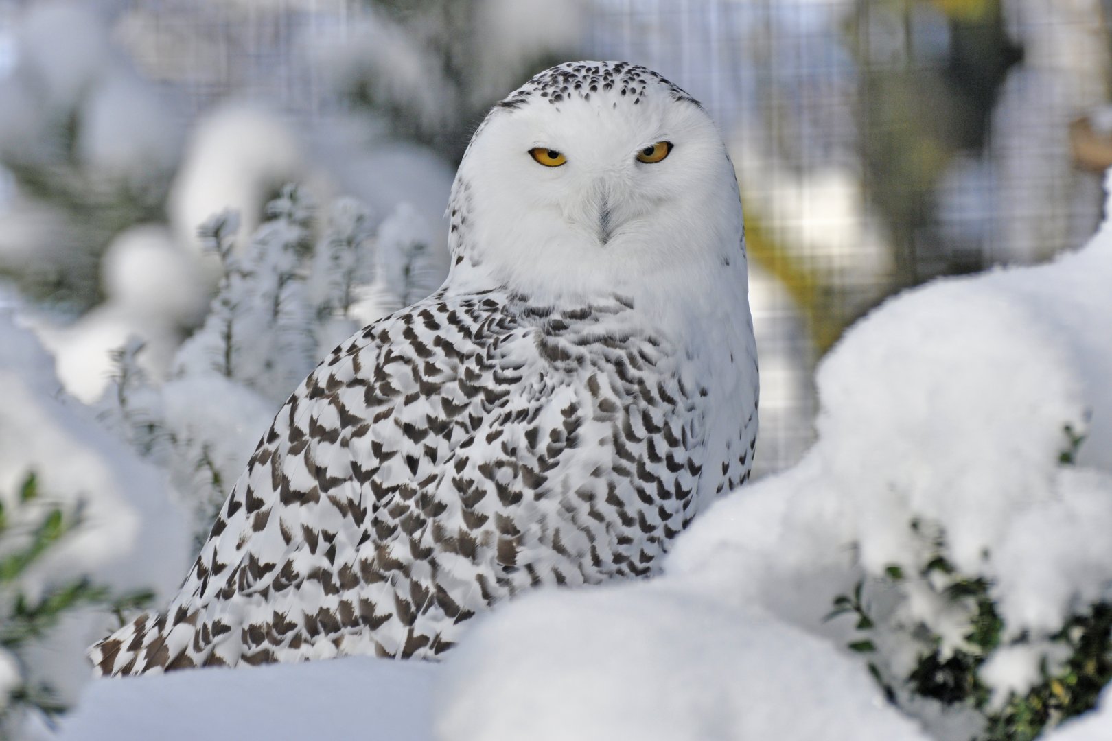 Snowy Owl (Bubo scandiacus)
