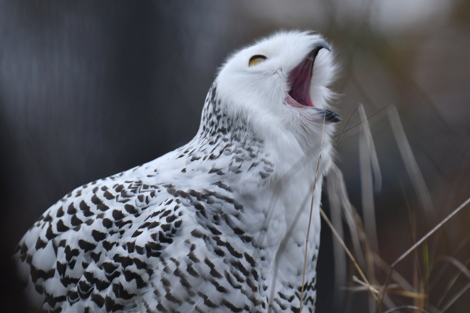 Snowy owl (Bubo scandiacus)