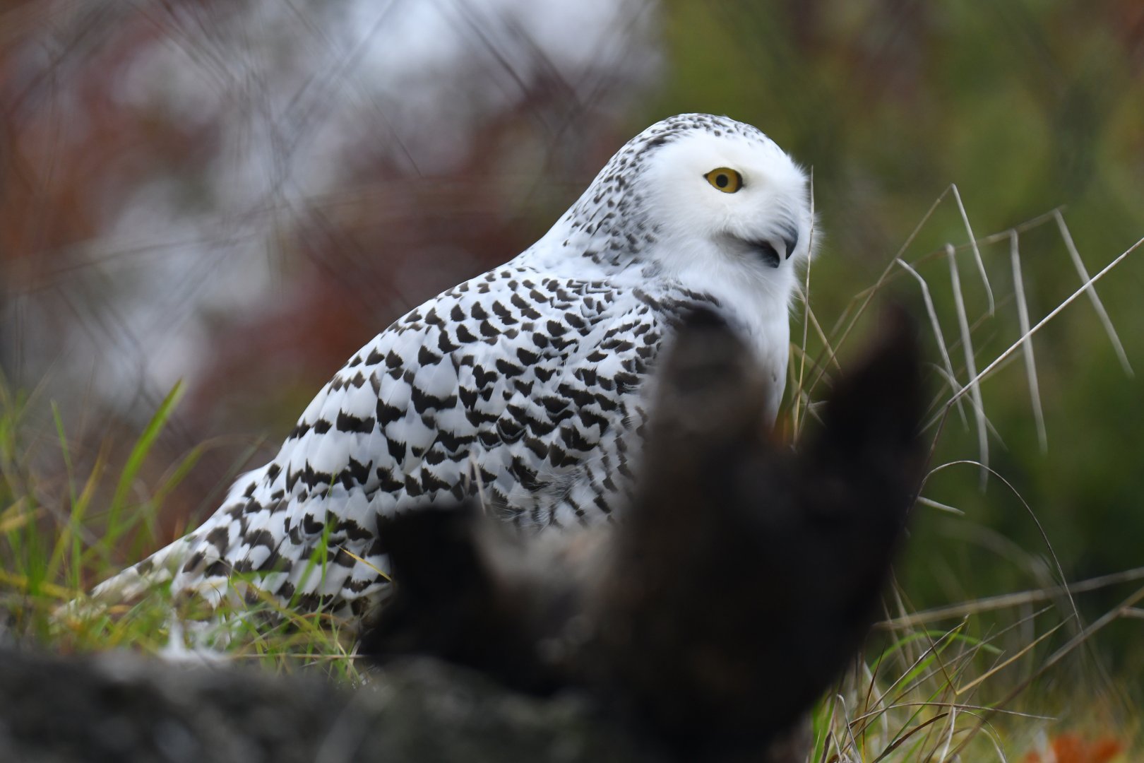 Snowy owl (Bubo scandiacus)
