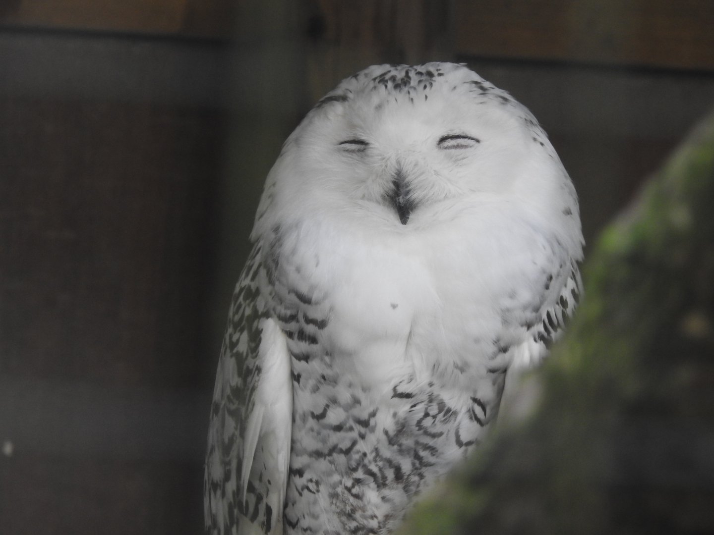 Snowy Owl (Bubo scandiacus)