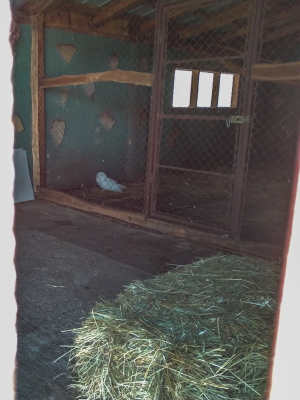 Snowy owl (Bubo scandiacus)