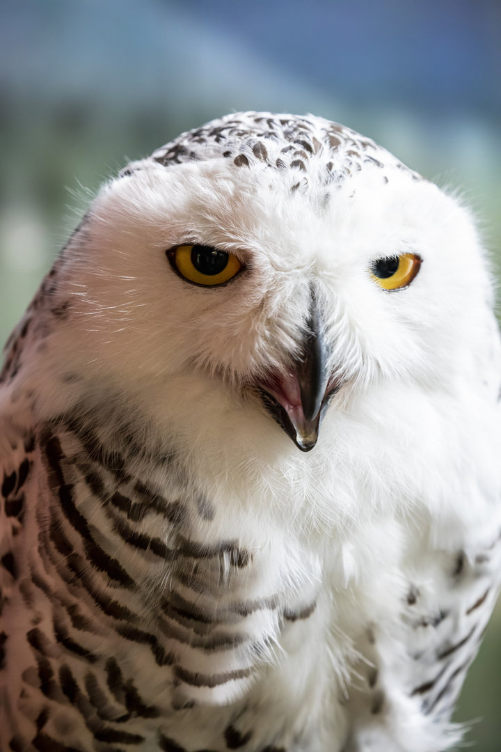 Snowy owl (Bubo scandiacus)