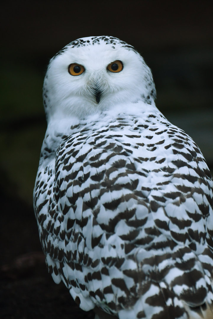 Snowy Owl Bubo scandiacus