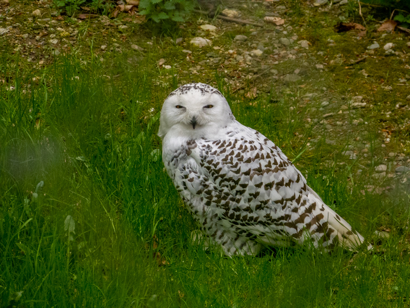 Snowy owl (Bubo scandiacus)