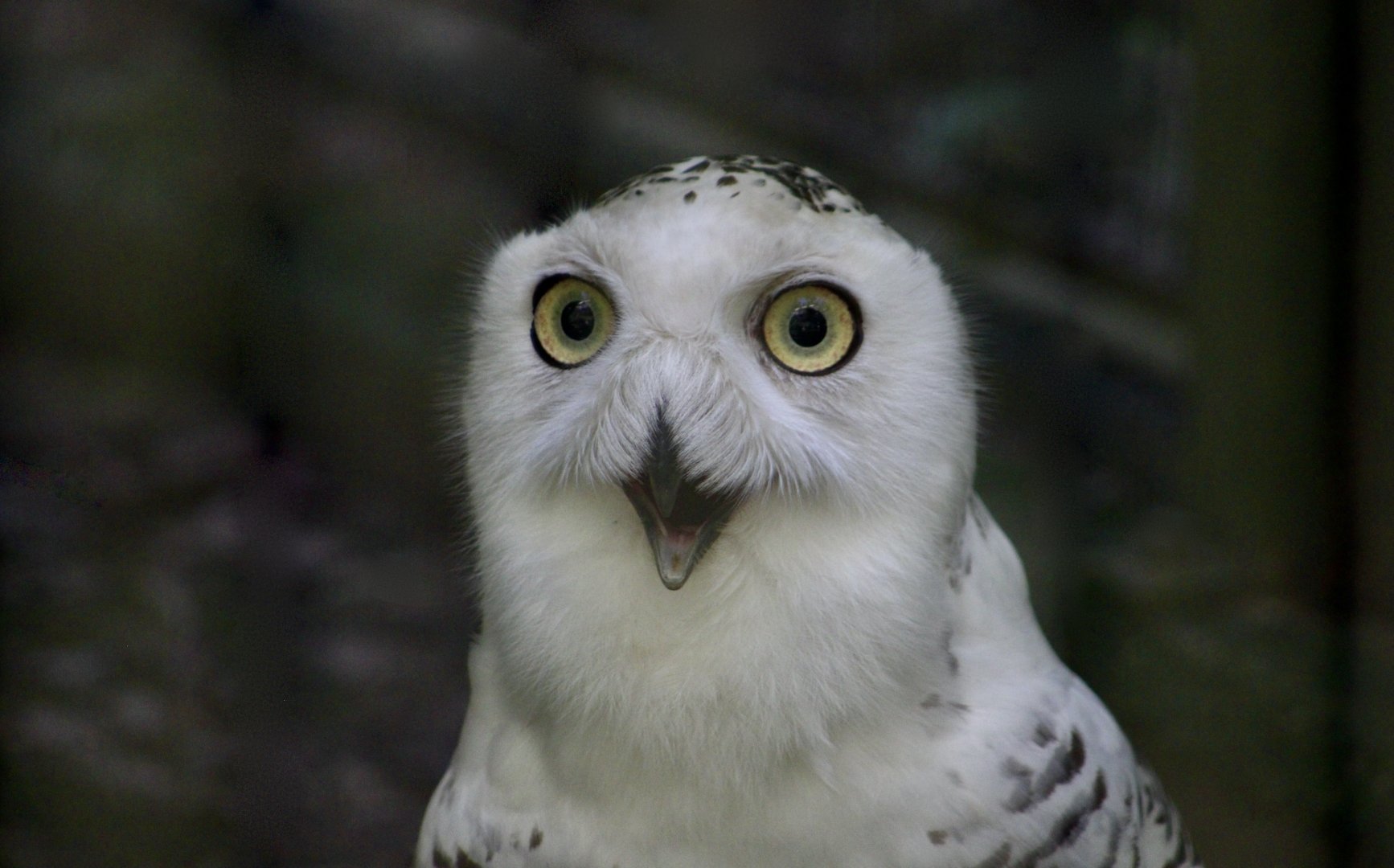 Snowy Owl (Bubo scandiacus)