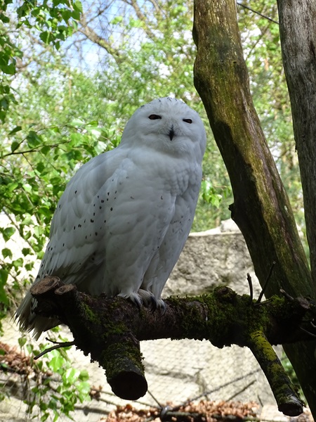 Snowy owl (Bubo scandiacus)
