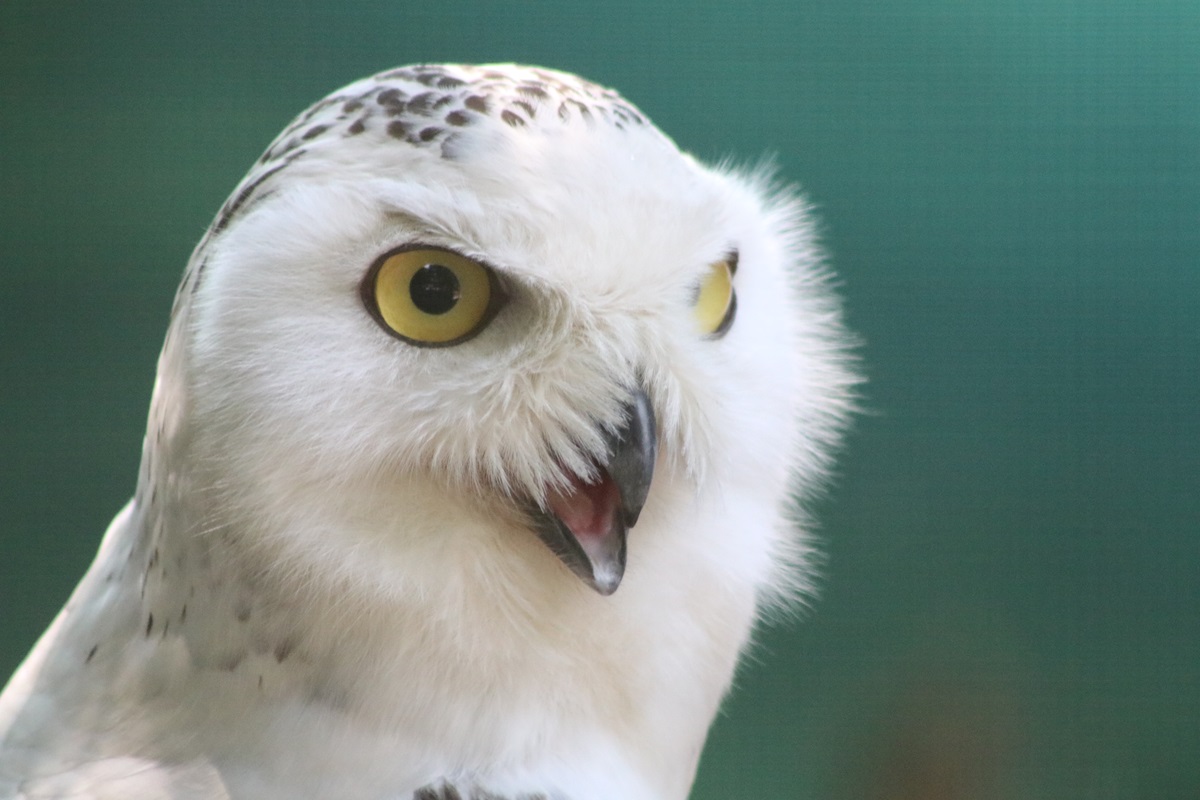Snowy Owl (Bubo scandiacus)