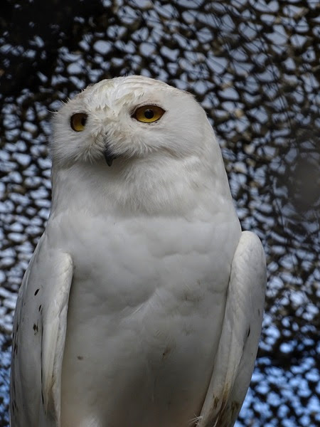 Snowy owl (Bubo scandiacus)