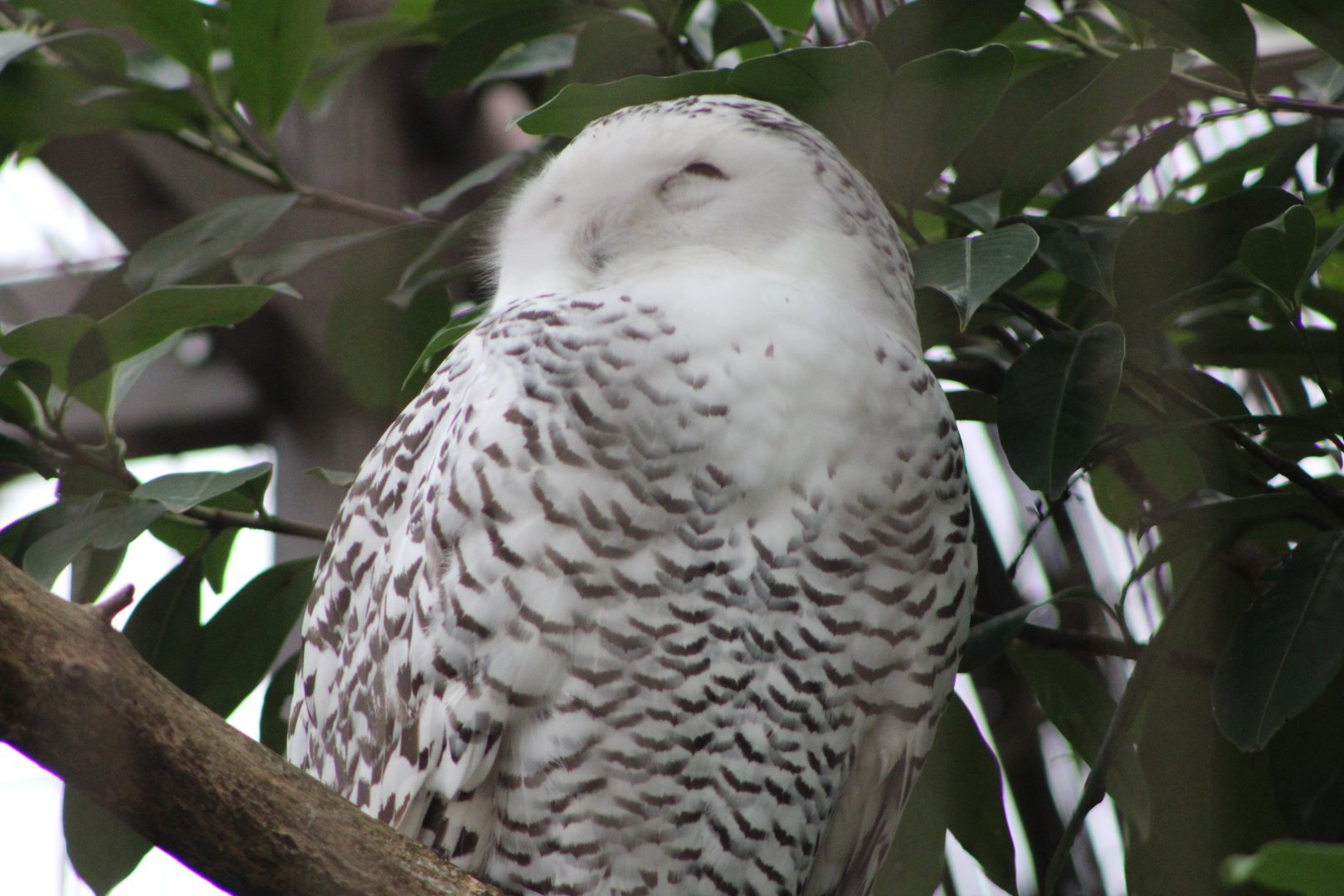 Snowy Owl (Bubo scandiacus)