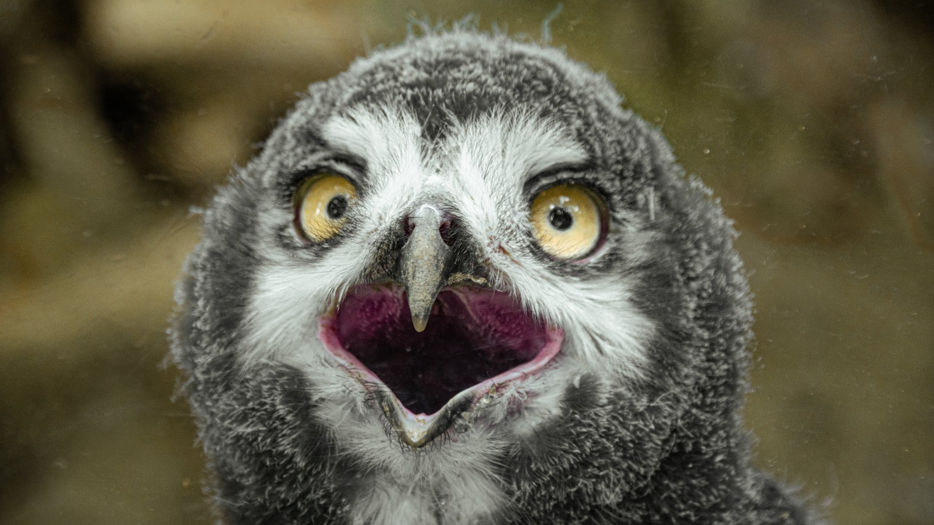 Snowy owl (Bubo scandiacus)