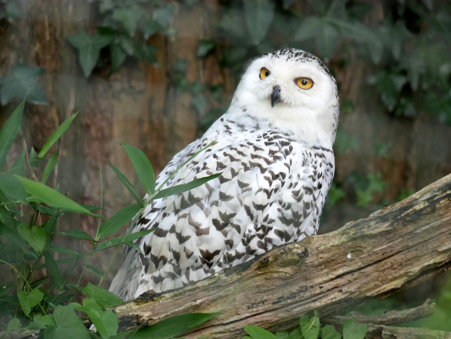Snowy owl (Bubo scandiacus)