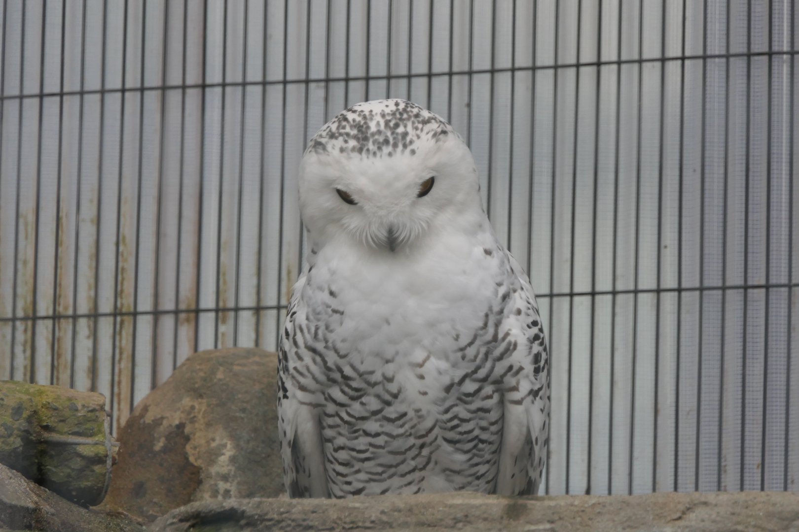 Snowy Owl (Bubo scandiacus)
