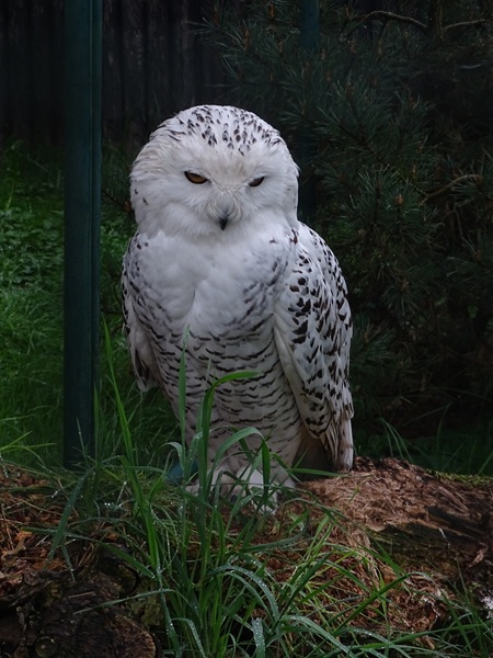Snowy Owl (Bubo scandiacus)