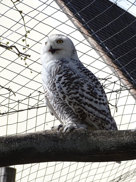 Snowy Owl (Bubo scandiacus)