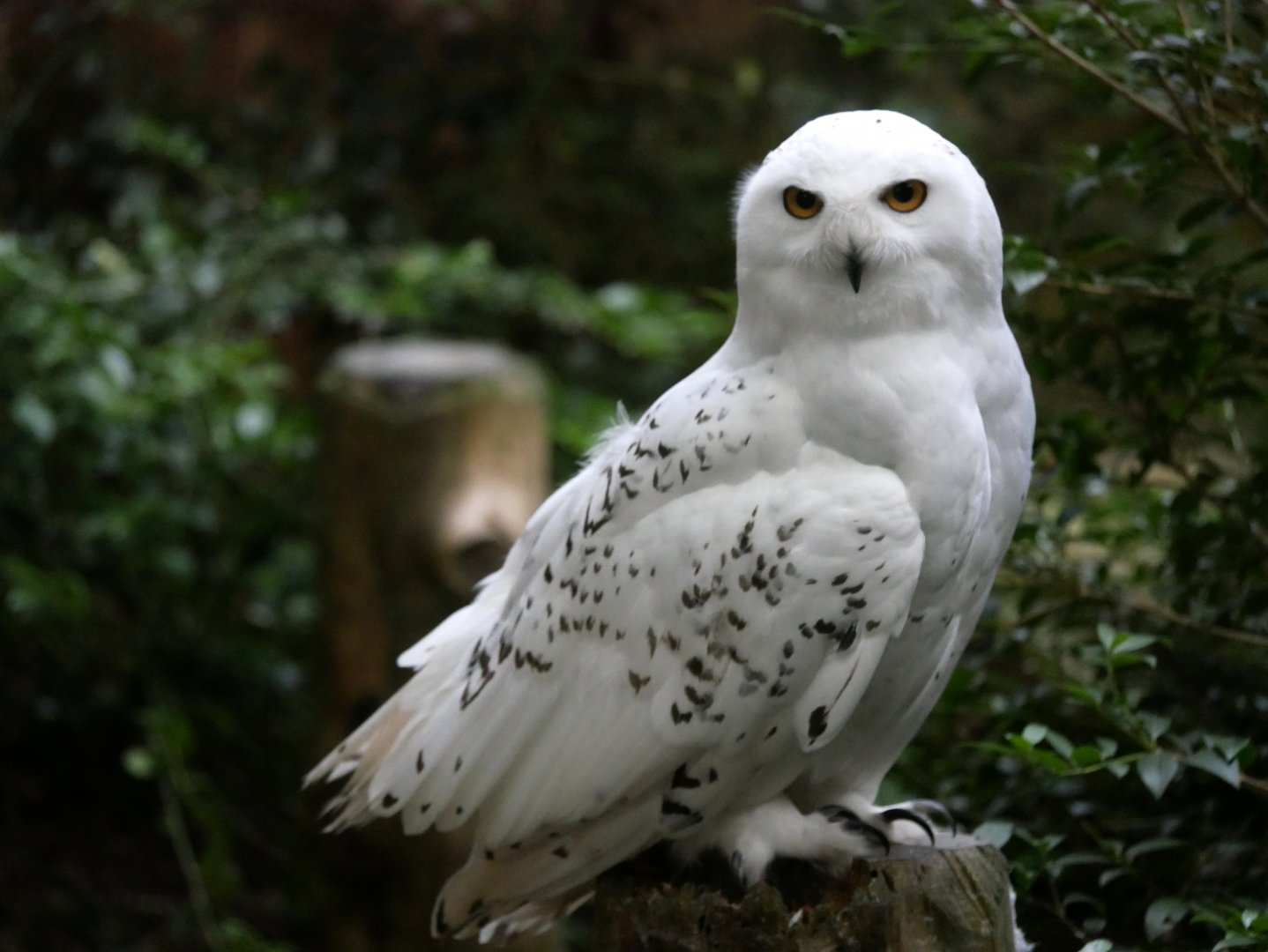 Snowy owl (Bubo scandiacus)