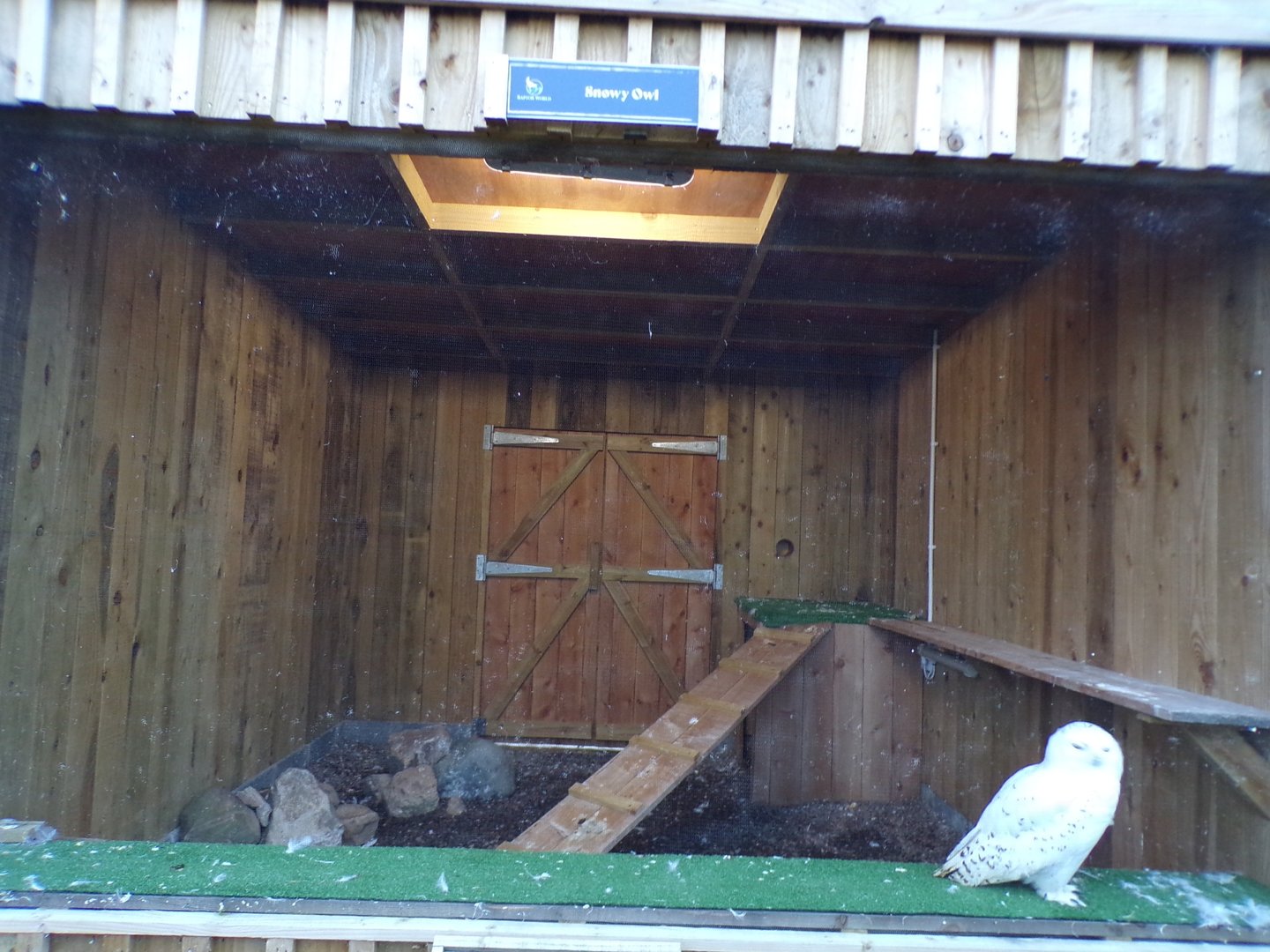 Snowy owl cage