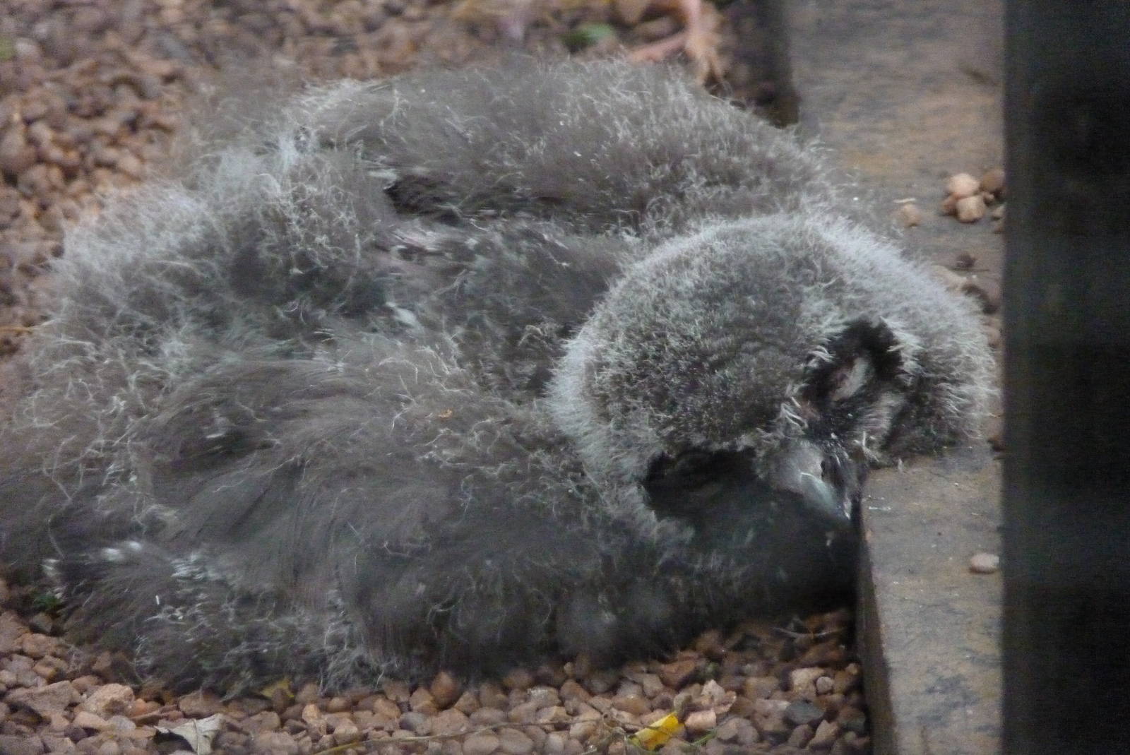 Snowy Owl chick, 15 July 2015