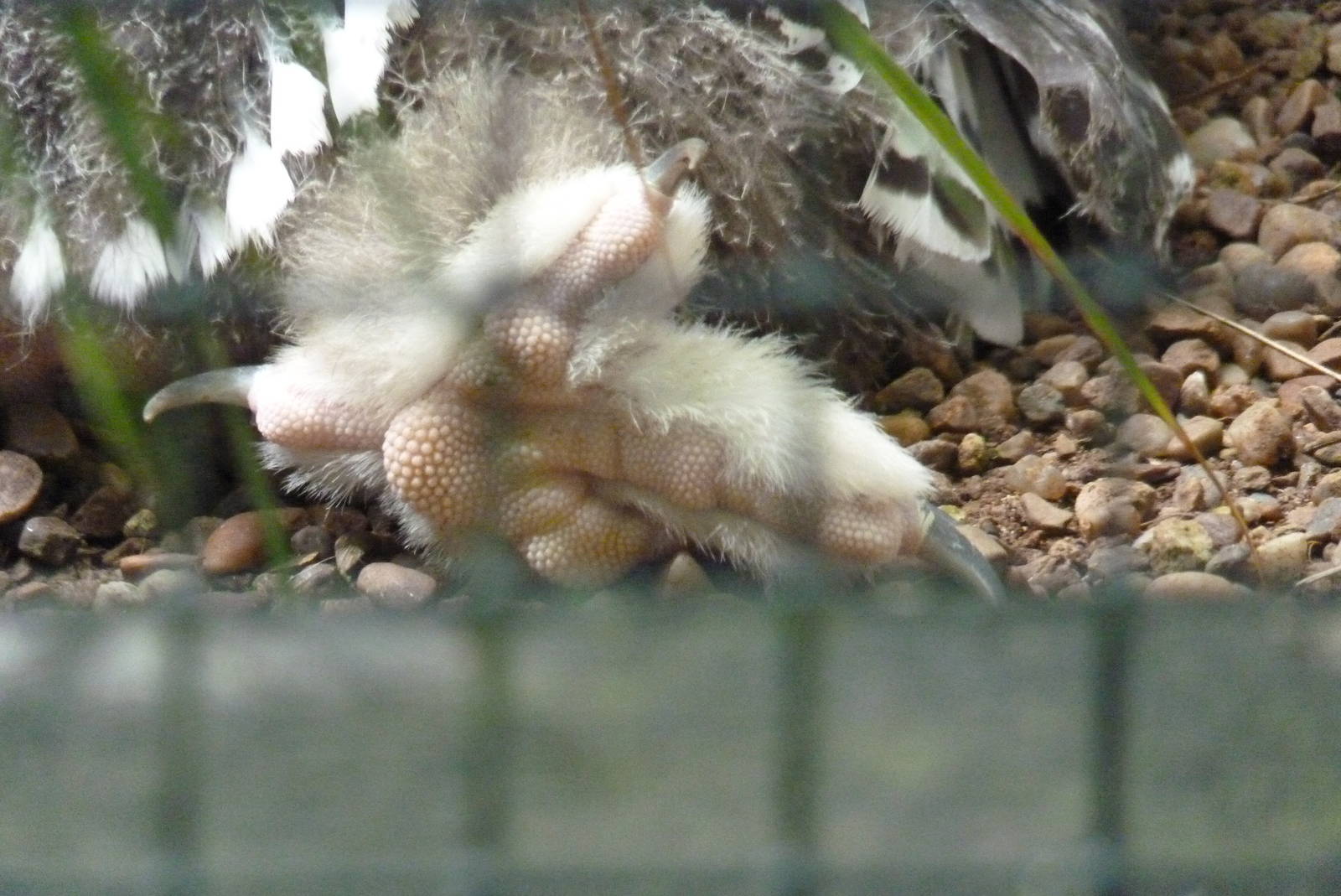 Snowy Owl chick, July 2015