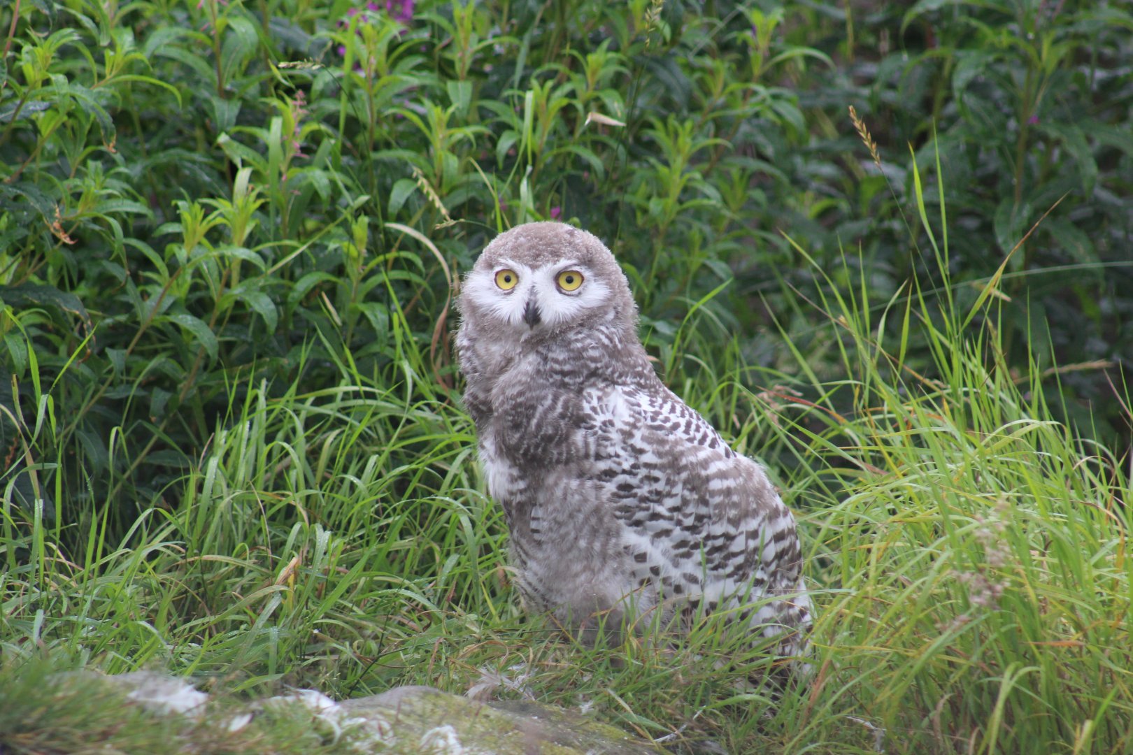 Snowy Owl Chick