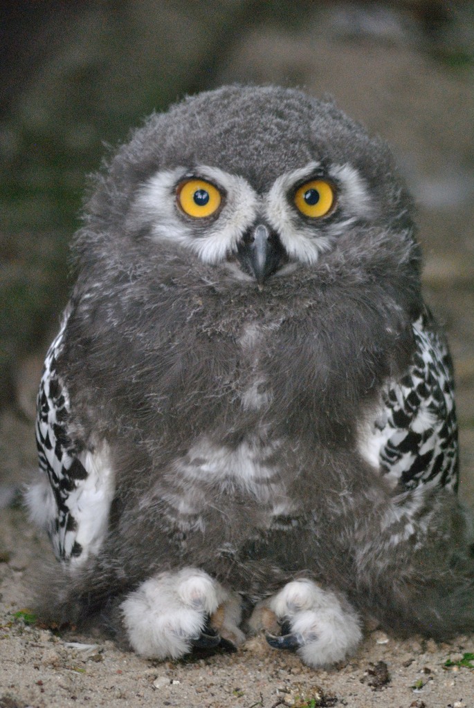 Snowy owl chick