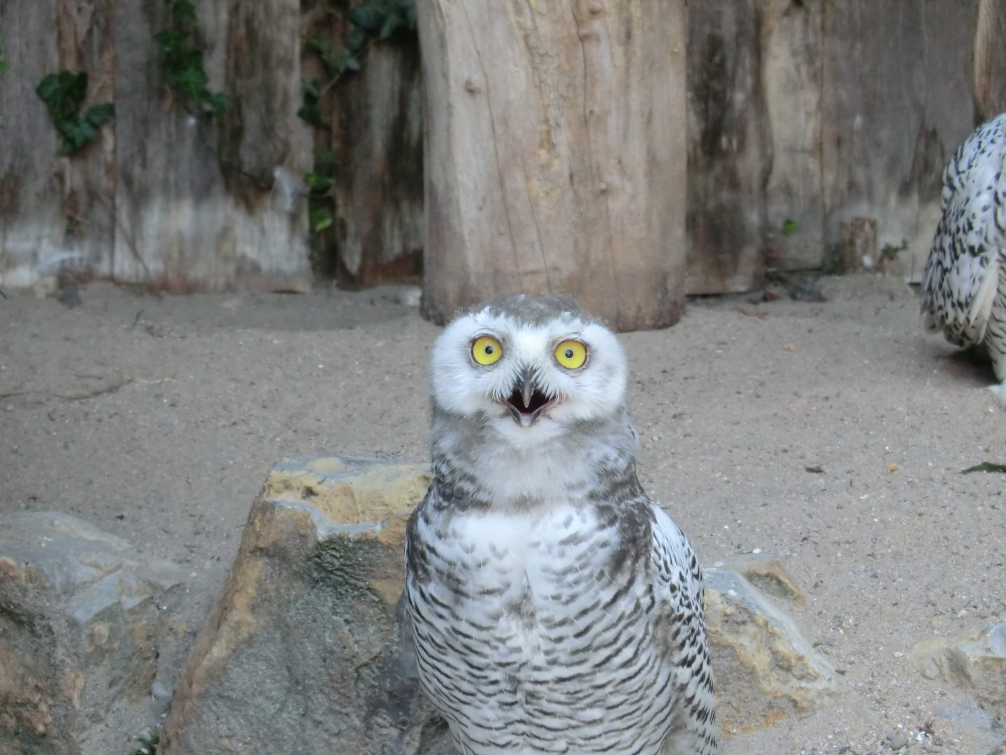 Snowy owl chick