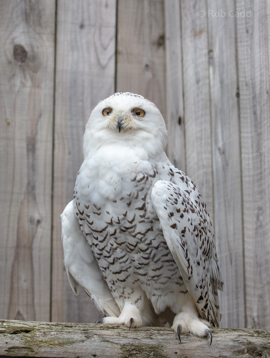 Snowy owl : Cotswold Falconry Centre : 04 Sep 2020