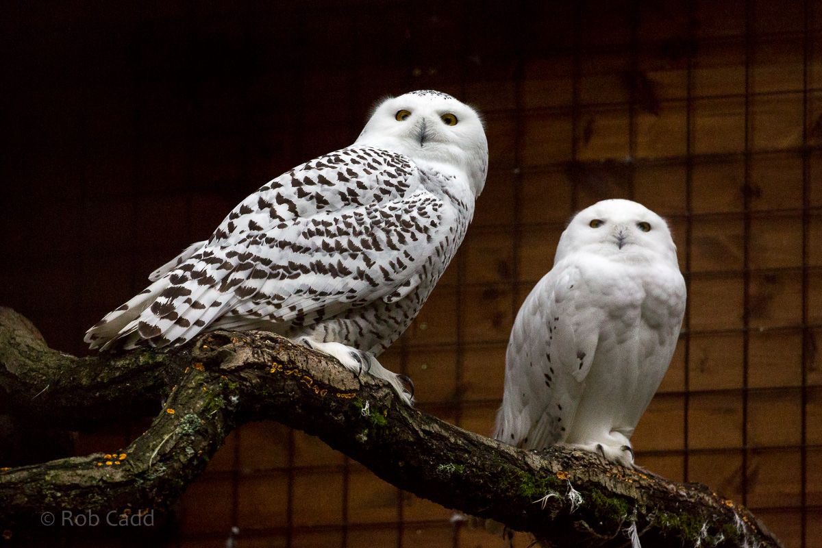 Snowy owl : Cotswold WP : 08 Nov 2015