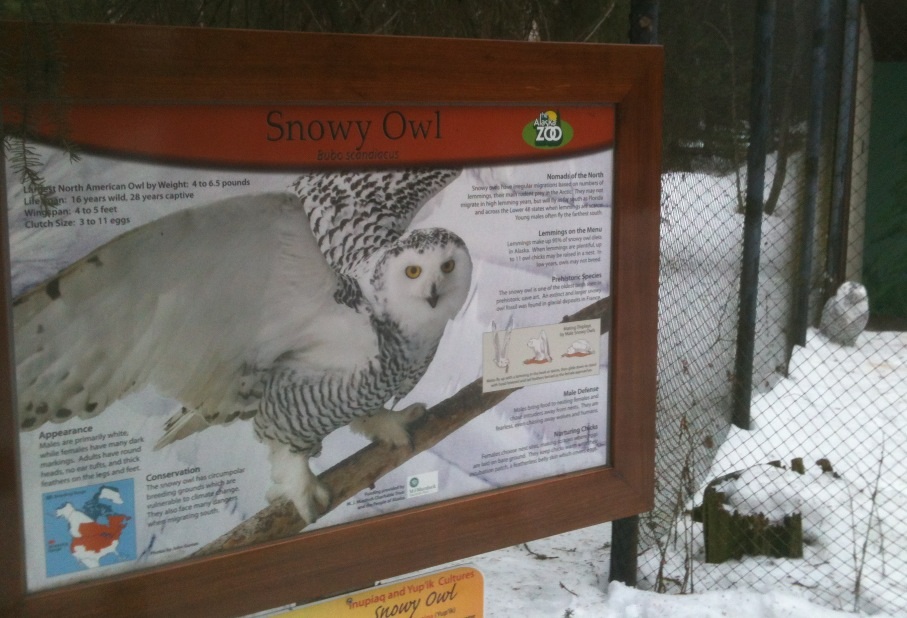 Snowy Owl Education Sign