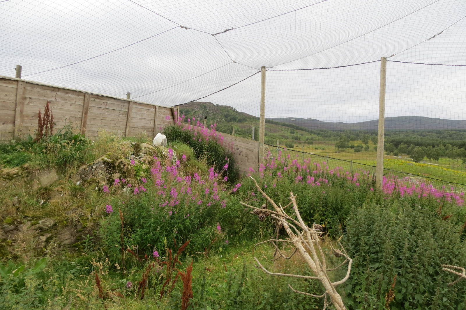 Snowy Owl enclosure 250815