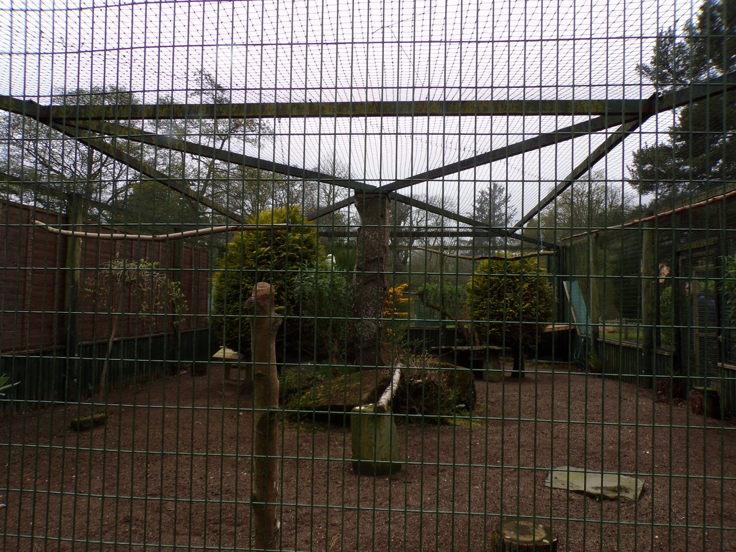 Snowy owl enclosure 7.5.23